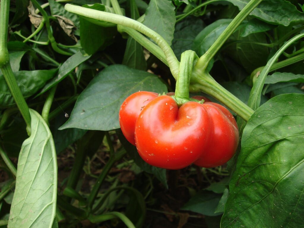 Paprika